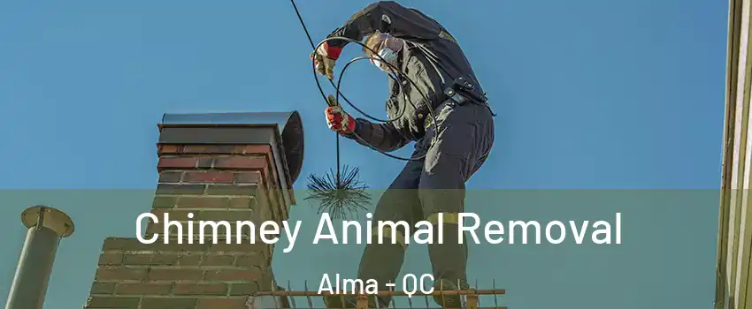 Chimney Animal Removal Alma - QC