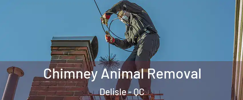 Chimney Animal Removal Delisle - QC