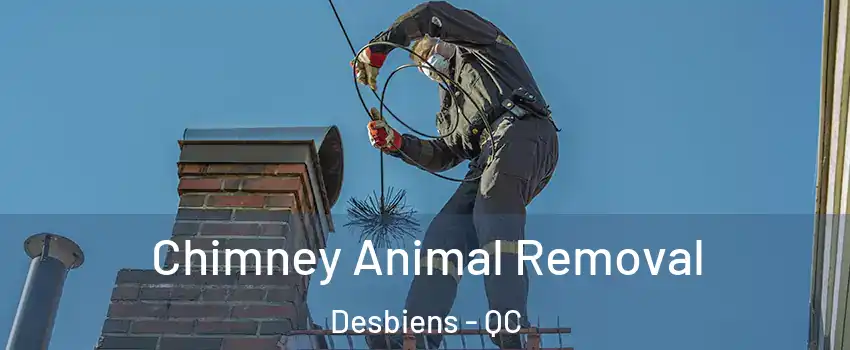 Chimney Animal Removal Desbiens - QC