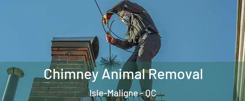 Chimney Animal Removal Isle-Maligne - QC