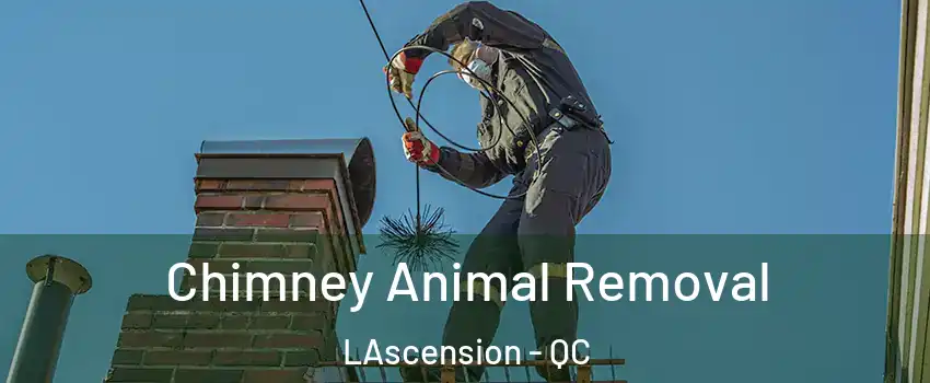Chimney Animal Removal LAscension - QC
