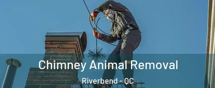 Chimney Animal Removal Riverbend - QC