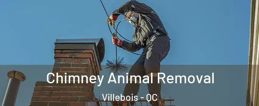Chimney Animal Removal Villebois - QC
